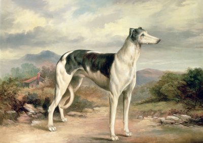 Greyhound v kopcovité krajině od James Henry Beard