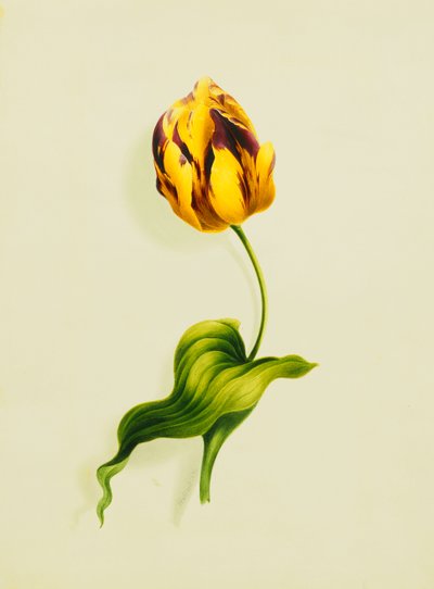 Papouščí tulipán, 1826 od James Holland