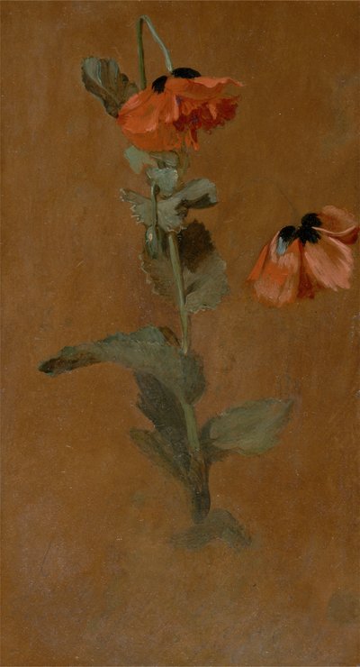 Study of Poppies, 1832 (olej a tužka na desce) (po konzervaci) od James Inskipp
