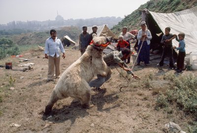Cikánský medvěd nacvičuje na karneval s Romy. Poblíž Istanbulu, Turecko. od James L Stanfield