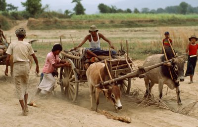 Vůz s volským potahem zapadne na špatné silnici do silného prachu. Vesnice Sebin, Barma. od James L Stanfield