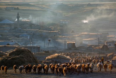 Velké stádo dobytka se pohybuje na pastvě v prašném venkovském městě. Enrentepe, Turecko. od James L Stanfield