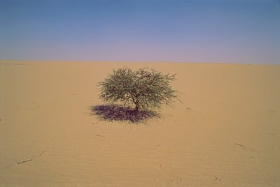 Osamělý strom v poušti v Nigeru v Africe.Možná "Arbre du Tenere" nebo zdánlivě... od James L Stanfield