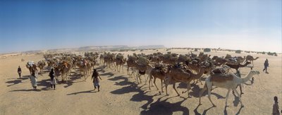 Panorama karavany se solnými velbloudy u Fachi. U FACHI, NIGER. od James L Stanfield