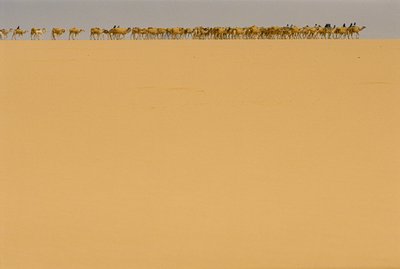 Karavana se solí na cestě do Agadezu v Nigérii. NA CESTĚ DO AGADEZU, NIGÉRIE, NIGER. od James L Stanfield