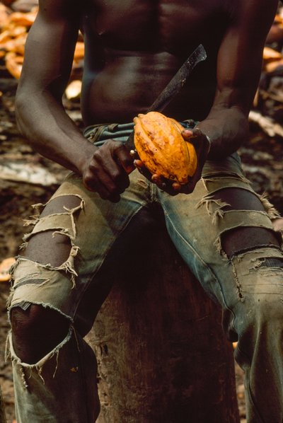 Muž, kterému je vidět jen od hrudníku ke kolenům, sedí a rozděluje kakaový lusk (... od James L Stanfield