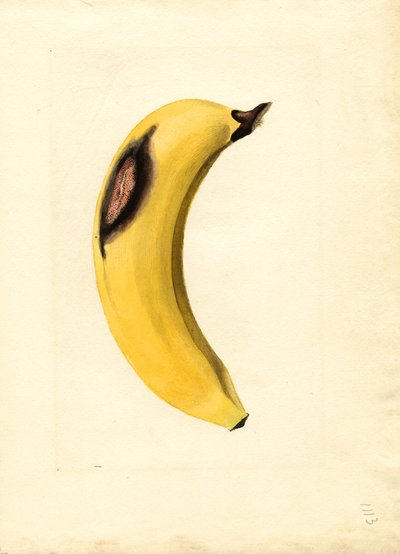 Banán (Musa) (akvarel) od James Marion Shull