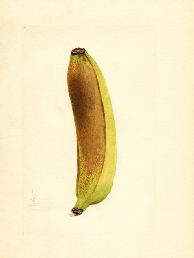 Banán (Musa) (akvarel) od James Marion Shull