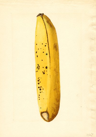 Banán (Musa) (akvarel) od James Marion Shull