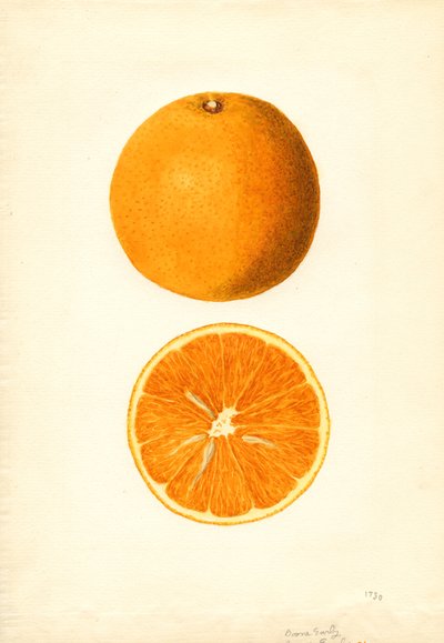 Rané pomeranče Boone (Citrus sinensis) (akvarel) od James Marion Shull