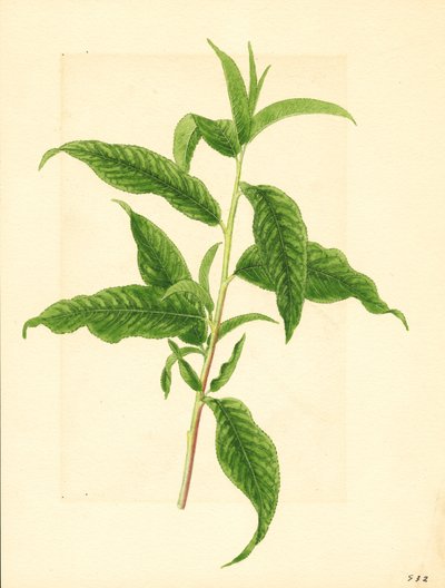 Větev se zelenými listy z broskvoně Elberta ( Prunus persica: Elberta) (akvarel) od James Marion Shull