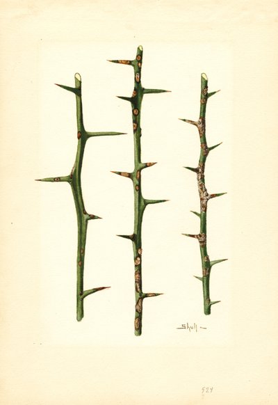 Citrus Canker na stonku pomerančovníku (Poncirus trifoliata) (akvarel) od James Marion Shull