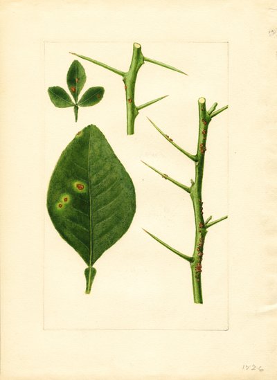 Nemocný list a větvička pomerančovníku (Poncirus trifoliata) (akvarel) od James Marion Shull