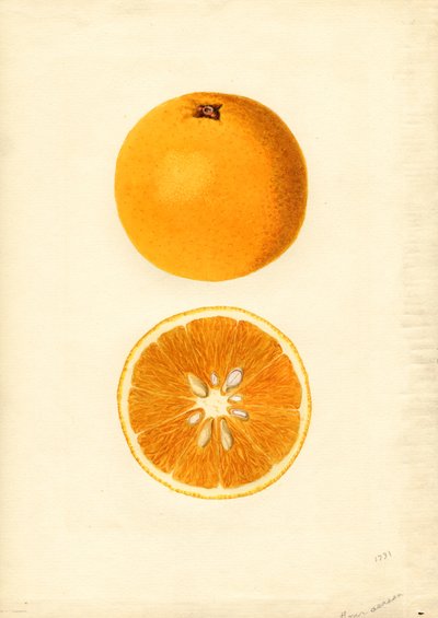 Pomeranče Homosassa ( Citrus sinensis) (akvarel) od James Marion Shull