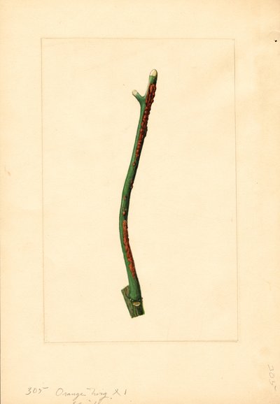 Větvička pomerančovníku (Citrus sinensis: Valencia) (akvarel) od James Marion Shull