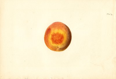 Broskev ( Prunus persica: Elberta) (akvarel) od James Marion Shull