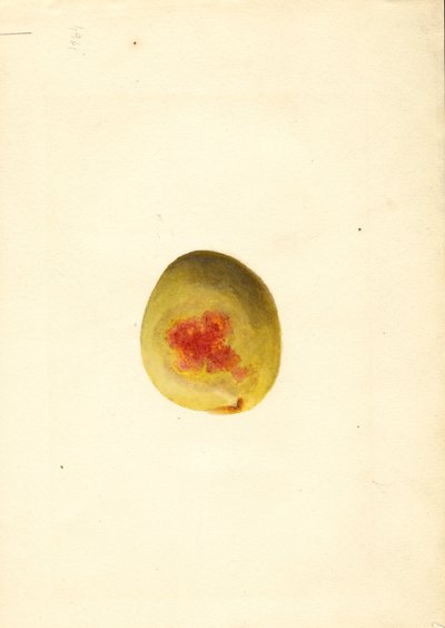 Broskev ( Prunus persica: Elberta) (akvarel) od James Marion Shull
