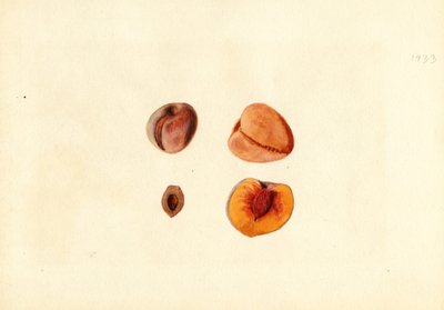 Broskve ( Prunus persica: Hutchkins) (akvarel) od James Marion Shull