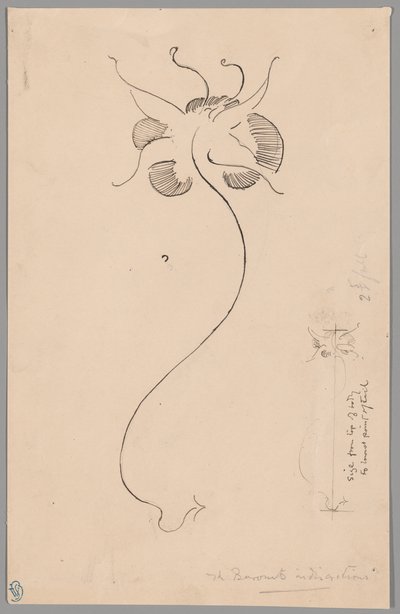 Motýl (recto); studie motýla (verso) od James McNeill Whistler