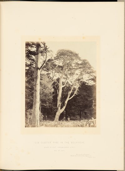 Stará borovice v Belvidere od James Sinclair, 14th Earl of Caithness