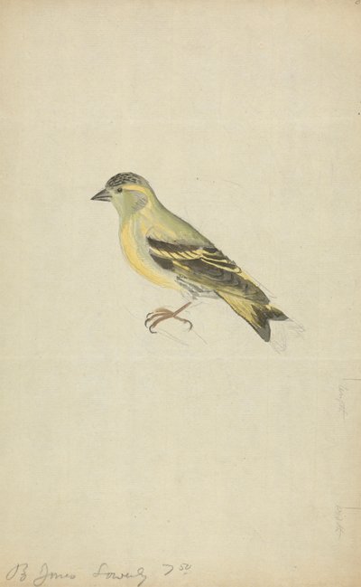 Finch (Siskin?) od James Sowerby