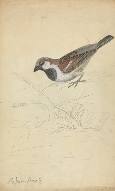 Vrabec domácí od James Sowerby