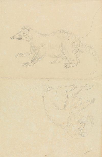 Savec (coatimundi?) a primát (kosman?). AN Coatimundi a kosman se lví hlavou od James Sowerby