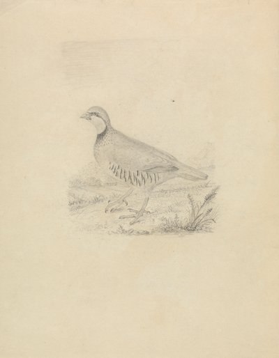 Křepelka od James Sowerby