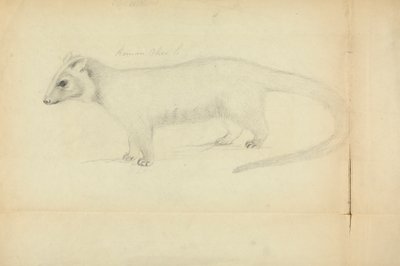 Weasel od James Sowerby