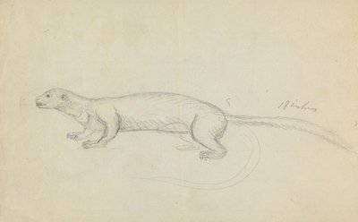 Weasel od James Sowerby