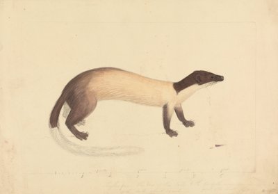 Weasel od James Sowerby