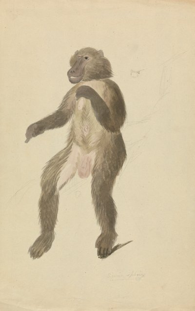 Mandril od James Sowerby
