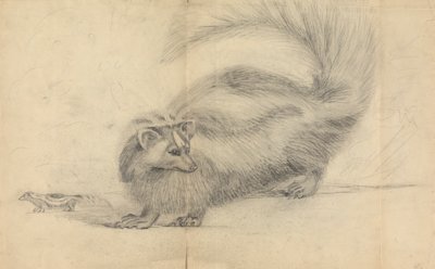 Skunk s dalším skunkem v pozadí od James Sowerby