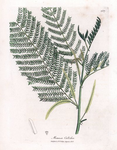 Acacia a cachou nebo cachoutier - Catechu, Acacia catechu. Ručně kolorovaná mědirytina z botanické ilustrace Jamese Sowerbyho z Williama Woodvilla a Sira Williama Jacksona Hookera "" Medical Botany "," John Bohn, Londýn od James Sowerby