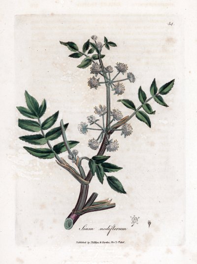 Ache falešná řeřicha - Pýr plazivý, Sium nodiflorum. Ručně kolorovaná mědirytina z botanické ilustrace Jamese Sowerbyho z Williama Woodvilla a Sira Williama Jacksona Hookera "" Medical Botany "," John Bohn, Londýn od James Sowerby