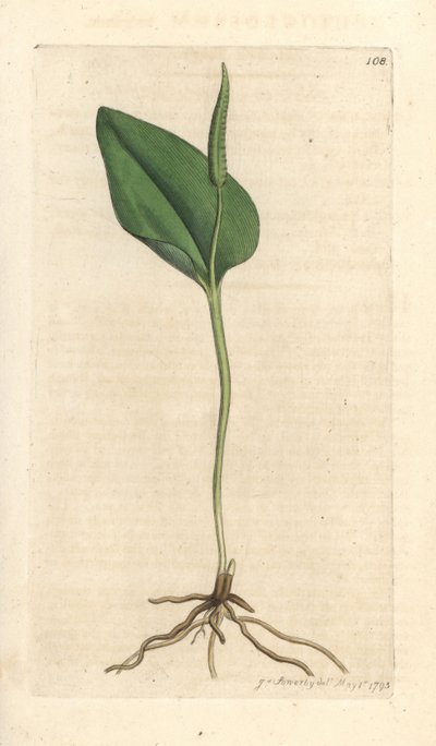 Zmije jazyk, Ophioglossum vulgatum (Ophioglossum) Ručně kolorovaná mědirytina podle ilustrace Jamese Sowerbyho z James Smith