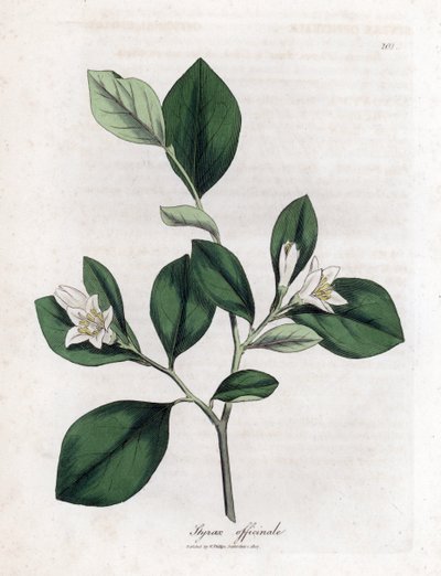 Aliboufier - Storax, Styrax officinalis. Ručně kolorovaná mědirytina z botanické ilustrace Jamese Sowerbyho z Williama Woodvilla a Sira Williama Jacksona Hookera "" Medical Botany "," John Bohn, Londýn od James Sowerby