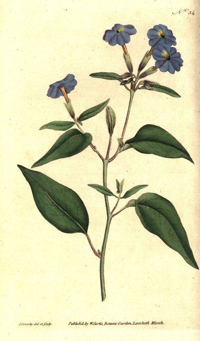 American Browallie-Jamajský zapomenuté, ametyst květ nebo Bush Violet, Browallia Americana (Tall Browallia, Browallia Elata). Ručně vyvolaná měděná gravírování a botanická ilustrace Jamese Sowerbyho z Botanical Magazine Williama Curtise, od James Sowerby