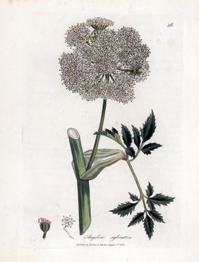 Angelique des bois ou sylvestris - Andělika lesní, Angelica sylvestris. Ručně kolorovaná mědirytina z botanické ilustrace Jamese Sowerbyho z Williama Woodvilla a Sira Williama Jacksona Hookera "" Medical Botany "," John Bohn, Londýn od James Sowerby