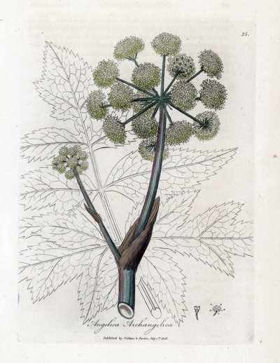 Angelique true or officinal nebo archangelique - Andělika zahradní, Angelica archangelica. Ručně kolorovaná mědirytina z botanické ilustrace Jamese Sowerbyho z knihy Williama Woodvilla a Sira Williama Jacksona Hookera „Lékařská botanika“, John Bohn, od James Sowerby