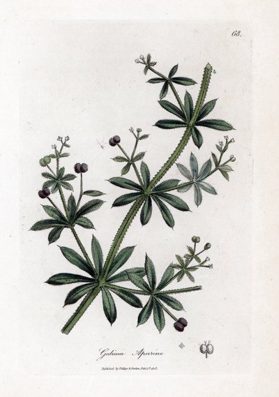 Anýzový cukr nebo rozptylka - Sekáče nebo husí tráva, Calium aparine. Ručně kolorovaná mědirytina z botanické ilustrace Jamese Sowerbyho z Williama Woodvilla a Sira Williama Jacksona Hookera "" Medical Botany "," John Bohn, Londýn od James Sowerby