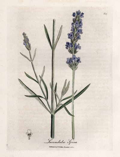 Apic levandule. Ručně kolorovaná mědirytina z kresby Jamese Sowerbyho (1757-1822), v Botanique Medicinale od James Sowerby