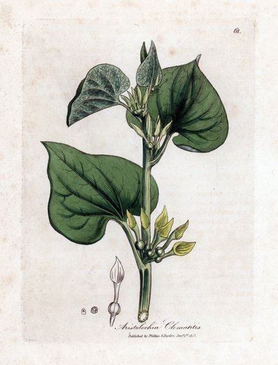 Aristoloche clematite - Popínavá mateřídouška, Aristolochia clematitis. Ručně kolorovaná mědirytina z botanické ilustrace Jamese Sowerbyho z Williama Woodvilla a Sira Williama Jacksona Hookera "" Medical Botany "," John Bohn, Londýn od James Sowerby