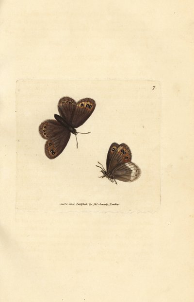 Arran hnědý, Erebia ligea (Papilio ligea). Ručně kolorovaná mědirytina od Jamese Sowerbyho z The British Miscellany nebo Barevné figurky nových, vzácných nebo málo známých zvířecích předmětů. od James Sowerby