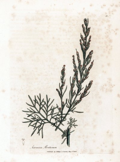 Auron nebo citronová tráva nebo pelyněk citronová - Southernwood, Artemisia abrotanum. Ručně kolorovaná mědirytina z botanické ilustrace od Jamese Sowerbyho z Williama Woodvilla a Sira Williama Jacksona Hookera "" Medical Botany," John Bohn, Londýn od James Sowerby