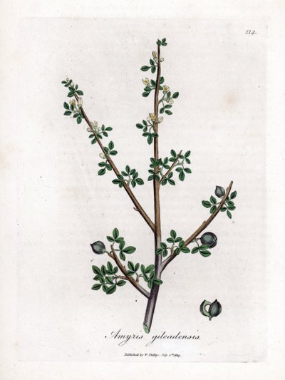 Balsam z Mekky nebo Balsam z Galaadu - Balsam z Mekky, Commiphora Gileadensis. Ruční gravírování měděné desky z botanické ilustrace Jamese Sowerbyho z Williama Woodville a „lékařské botaniky sira Williama Jacksona Hookera“, „John Bohn, Londýn od James Sowerby