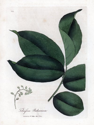 Balsam of Tolu tree, Myroxylon toluifera balsamum. Ručně kolorovaná mědirytina z botanické ilustrace Jamese Sowerbyho z Williama Woodvilla a Sira Williama Jacksona Hookera "" Medical Botany "," John Bohn, Londýn od James Sowerby