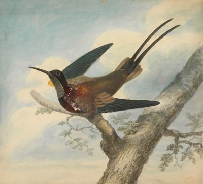 Bird of Paradise a Verso: Skica květiny od James Sowerby