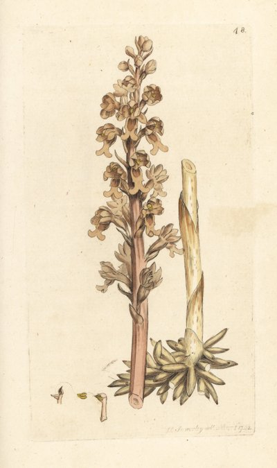Orchidej ptačí hnízdo, Neottia nidus-avis (ophrys nidus-avis). Ručně kolorovaná mědirytina podle ilustrace Jamese Sowerbyho z James Smith