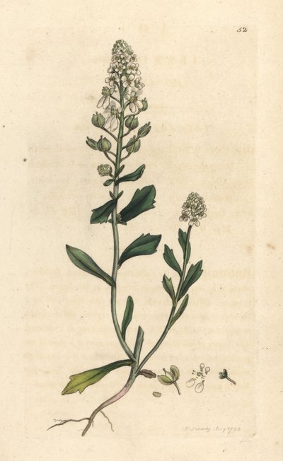 Bitter candytuft, Iberis amara. Ručně kolorovaná mědirytina podle ilustrace Jamese Sowerbyho z James Smith